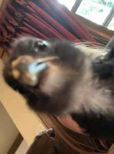 Screenshot 2025-09-19 at 10.48.22 AM